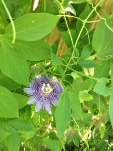 The Passion Flower is a very important host plant.
